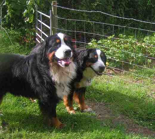 {short description of image}