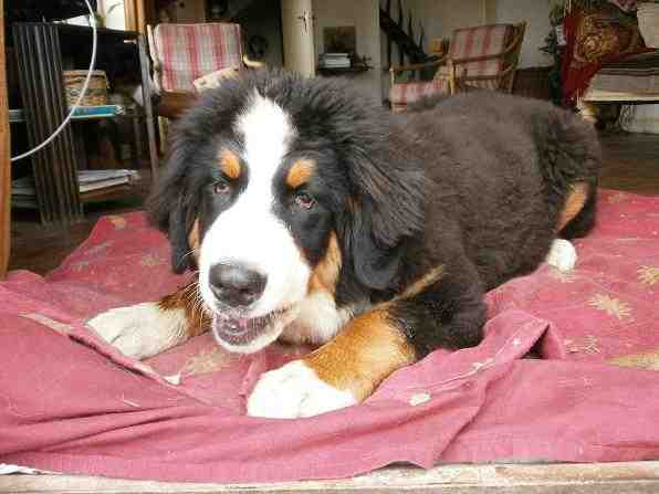 {short description of image}