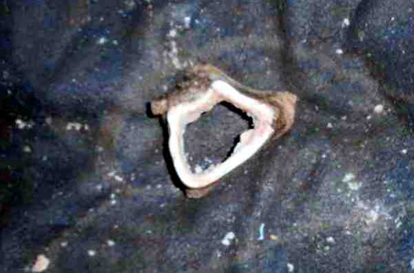 {short description of image}