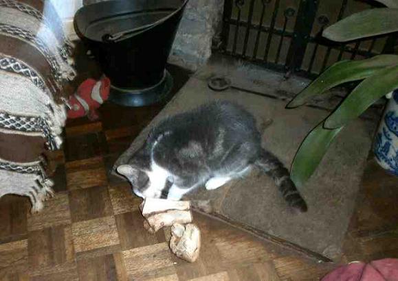 {short description of image}