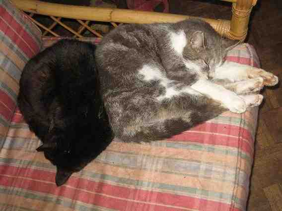 {short description of image}