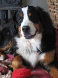 {short description of image}