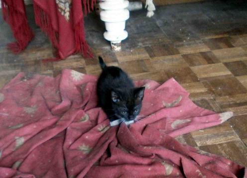 {short description of image}