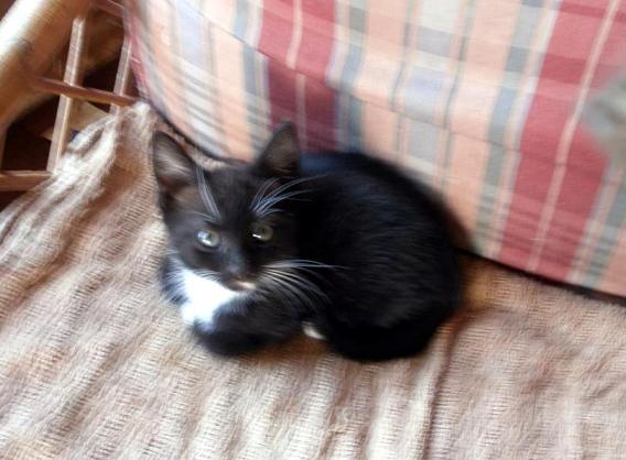 {short description of image}