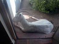 {short description of image}