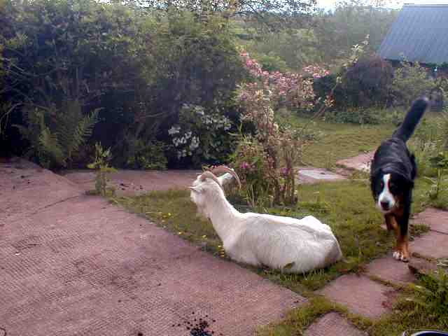 {short description of image}