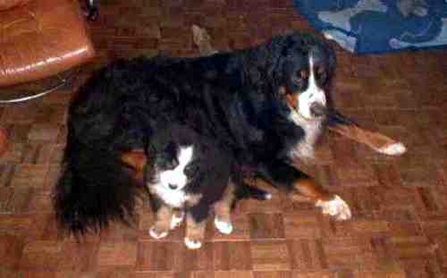 BMD Barney and Pixie Pup