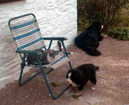 Bernese Puppy, Pixie and Pipsqueak