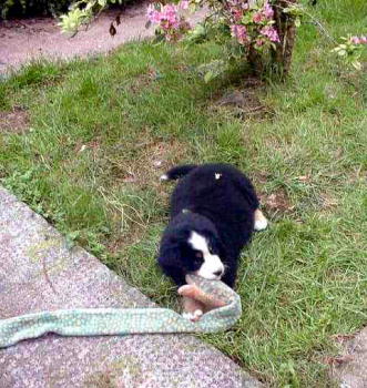Bernese Mountain Dog Puppy and Snake