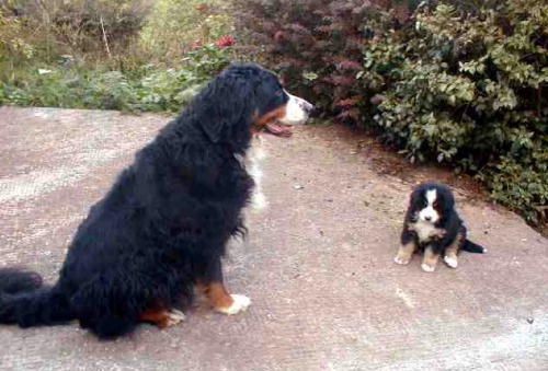 Berner Barney and Pixie Pup