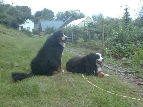Sunny and Barney by the veggie patch