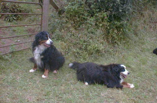 Bernese Sunny and Barney bottom of the garden