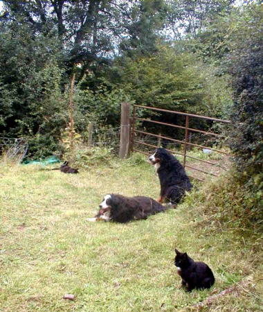 {short description of image}