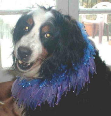 Bernese Mountain Sog, Sunny, is 11