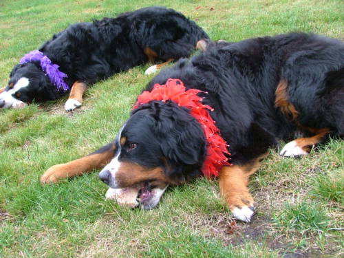 {short description of image}