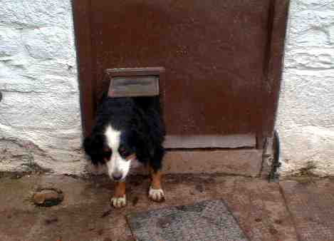 Here comes Bernese Mountain Dog no 2!