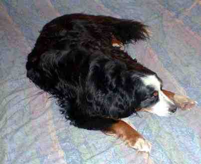 Sunny BMD on the bed