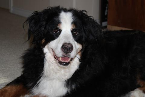 {short description of image}