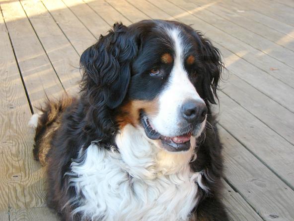 {short description of image}