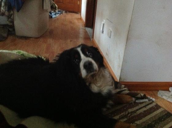 {short description of image}