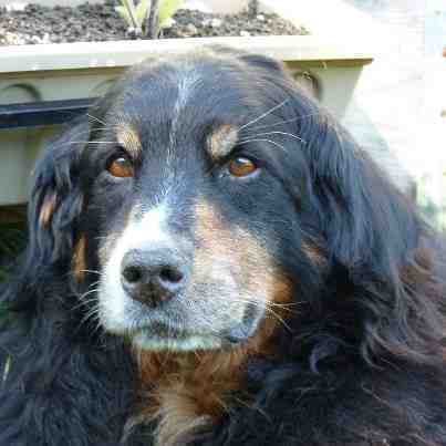 {short description of image}