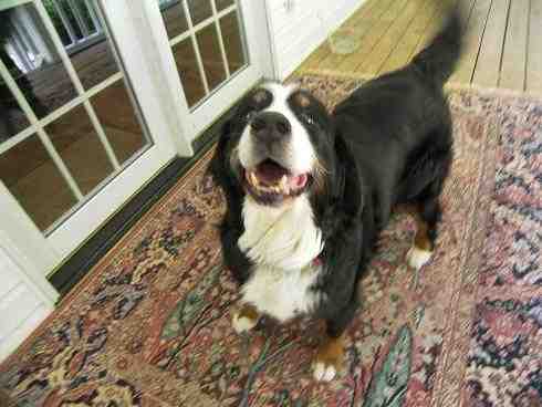 {short description of image}