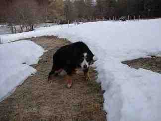 {short description of image}