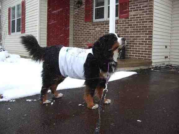 {short description of image}