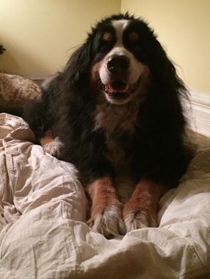 {short description of image}