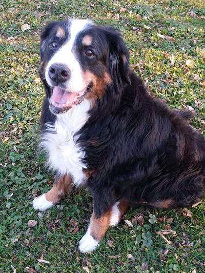 {short description of image}