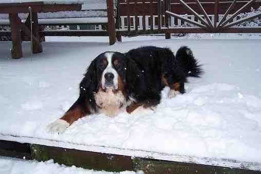 {short description of image}