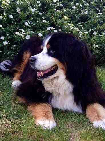 {short description of image}