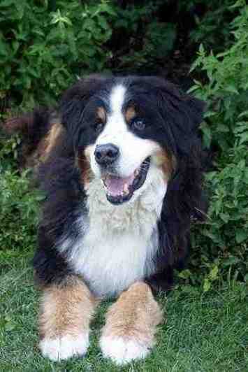 {short description of image}