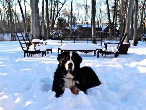 {short description of image}