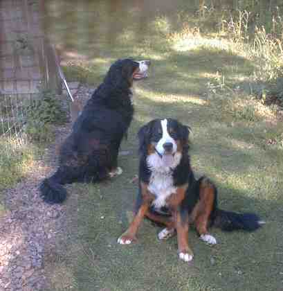 {short description of image}