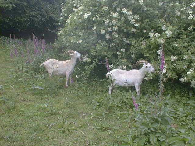 The Longlease Goats