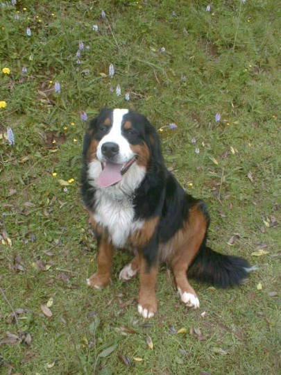 Bernese and the Lesser Spotted Orchids