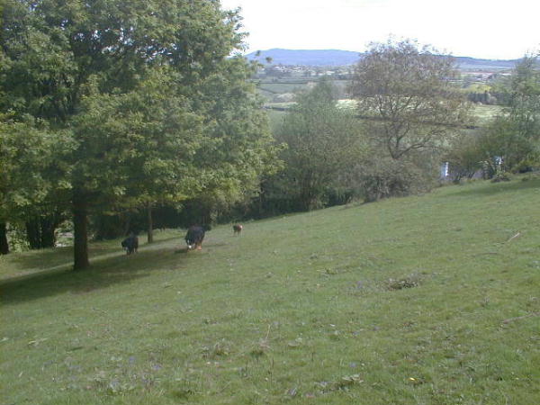 {short description of image}