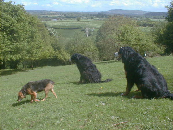 {short description of image}