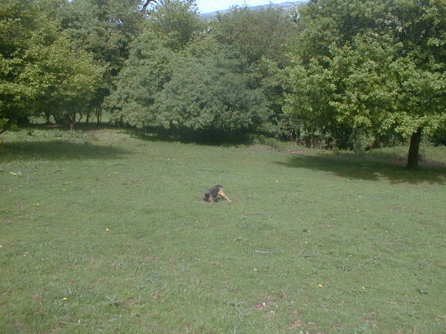 {short description of image}