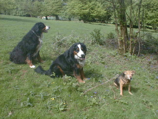 {short description of image}