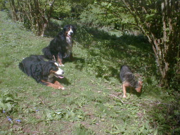 {short description of image}