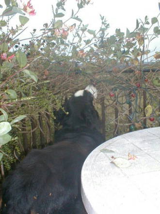 Pixie's birthday blackberries