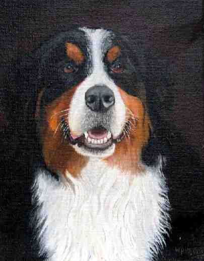 Boefje, Bernese Mountain Dog