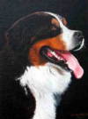 Bernese Mountain Dog Head Study