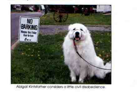 Abigail, Pyrannean Mountain Dog, gets stroppy!