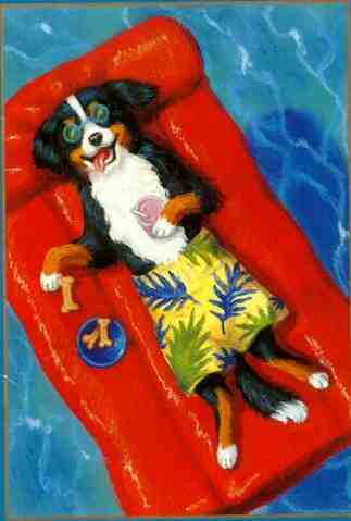 retired Bernese Mountain Dogr