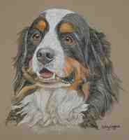 Bernese Mountain Dog Portrait