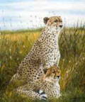 cheetahs