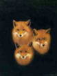3 vossen kopjes